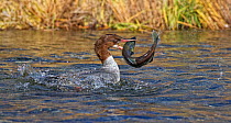 Common Merganser / Goosander (Mergus merganser) with a struggling Kokanee salmon (Oncorhynchus nerka) it has caught in Taylor Creek, Lake Tahoe. California, USA, November