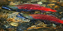 Kokanee salmon (oncorhynchus nerka) resting its jaw on a rock momentarily while gasping as it nears death in Taylor Creek, Lake Tahoe. California, USA, October