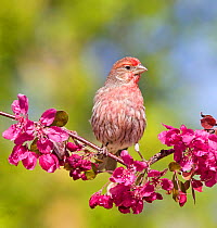 Male House finch (Carpodacus mexicanus) perching on profusion crabapple branch with blooms, in a backyard in Reno. Nevada, USA, May