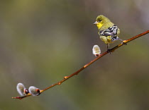 Lesser goldfinch (Carduelis psaltria) perched on  willow branch in a backyard in Reno. Nevada, USA, March
