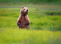 Coastal Brown bear (Ursus arctos) female standing up and looking around while eating sedge grass in Lake Clark National Park. Alaska, USA, July