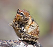 Golden manteled ground squirrel (Spermophilus lateralis) holding its tail. Yellowstone National Park, Wyoming, USA, May