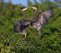Two Great blue heron chicks (Ardea herodias) standing up and playing with their beaks near their nest in trees. Venice Rookery, Florida, USA, January
