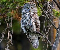Great grey owl (Strix nebulosa) perch in a tree at dawn, in a forest in Yellowstone National Park. Wyoming, USA, June