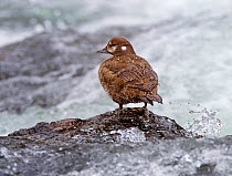 Harlequin duck (Histrionicus histrionicus) female about to dive into LeHardy Rapids. Yellowstone National Park, Wyoming, USA, May