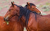 Two wild horses (Equus caballus) stay close to one another, with one horse looking quite comfortable and almost asleep on the other's back. The hills south of Reno, Nevada, USA, May.