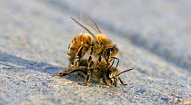 Two honey bees (Apis mellifera) battling. One appears to be collecting pollen with its mouthparts from the other bee's thorax. USA, April