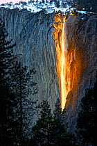 The snow at Horsetail Falls' begins to melt in mid-February, enabling the falls to resume once again. The clear sky and low sun angle ignite the rock wall during sundown. Yosemite National Park, Calif...
