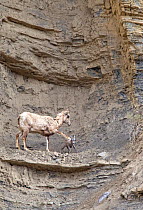 Female Rocky Mountain bighorn sheep ewe (Ovis canadensis canadensis) warning her newborn lamb that a rocky ledge is too close and dangerous. She places her front hoof on the baby's back, stopping it f...