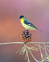 Lesser goldfinch (Carduelis psaltria) perching on a pine cone in a backyard in Reno. Nevada, USA, April