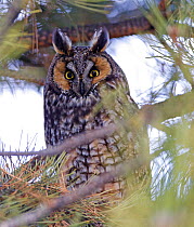 Long eared owl (Asio otus) roosting in an Austrian pine tree in a backyard in Reno. Nevada, USA, December