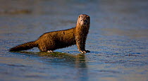 American mink (mustela vison) standing on a frozen pond while searching for food. USA, February