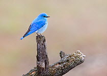 Male Mountain bluebird (Sialia currucoides) resting on a perch in Mammoth Springs. Yellowstone National Park, Wyoming, USA, May