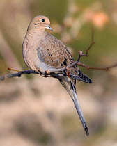 Mourning dove (Zenaida macroura) perched on a Sycamore tree branch in the early morning light in a backyard in Reno. Nevada, USA, January