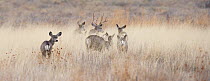 Small herd of Mule deer (Odocoileus hemionus) moving slowly through tall dry grass in a field. Bosque del Apache, New Mexico, USA, February