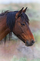 Portrait of a wild Horse (Equus caballus). The foothills of southwest Reno, Nevada, USA, May.