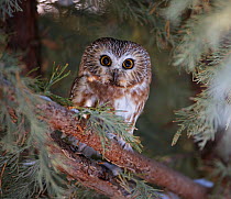 Northern saw-whet owl (Aegolius acadicus) roosting in a juniper tree in a backyard in Reno. Nevada, USA, December
