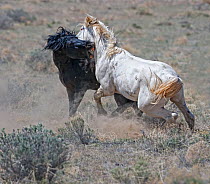 Two wild stallions (Equus caballus) battle over a mare. Palomino Valley, Nevada, USA, April.