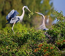Great blue heron (Ardea herodias) landing with branch for its mate, who is constructing their nest on a treetop. Venice Rookery, Florida, USA, January