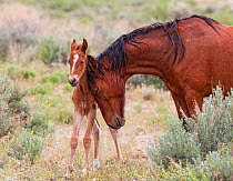 A wild newborn colt (Equus caballus) standing up being nuzzled by its mother. Foothills of Reno, Nevada, USA, May.
