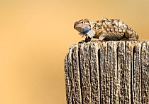 Northwestern fence lizard / Blue bellied lizard (Sceloporus occidentalis occidentalis) sunning itself on a fencepost. It is molting and will consume the shed skin for calcium and other nutrients. Palo...
