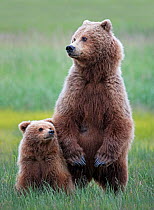 Coastal Brown bear (Ursus arctos horribilis) female and her cub standing in the long grass. She is looking warily at an approaching boar. Lake Clark National Park, Alaska, USA, July