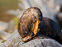 Canadian river otter (Lutra canadensis) on a log enjoying its evening meal of a Cutthroat trout, starting at the tail. Trout Lake, Yellowstone National Park, Wyoming, USA, June. Winner of the Amateur...