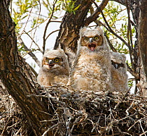 Three Great horned owl chicks (Bubo virginianus) with their beaks open begging for food in their nest in a Cottonwood tree. Suburban northwest Reno, Nevada, USA, April