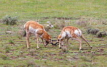 Two Pronghorn antelope (Antilocapra americana) sparring in a open grass and sagebrush area of Lamar Valley. Yellowstone National Park, Wyoming, USA, May