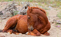This wild red stallion (Equus caballus) is taking a break and decided to lie down for a while. Reno, Nevada, USA, May.