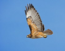 Red tailed hawk (Buteo jamaicensis) soaring overhead. Stillwater Reservoir, Nevada, USA, February