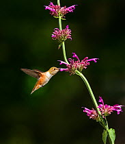 Rufous hummingbird (Selasphorus rufus) drinking nectar from an Agastache bloom in a backyard in Reno. Nevada, USA, August