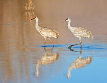 Two Sandhill cranes (Grus canadensis) wading quietly out into the water from shore. Bosque del Apache, New Mexico, USA, February