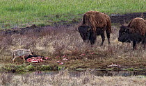 Two Bison (Bison bison) watching as a Coyote (Canis latrans) feeds on a Bison carcass that was brought down by wolves a few days before. Yellowstone National Park, Wyoming, USA, May