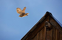 Great horned owl (Bubo virginianus) taking off from the rooftop of an old barn. Portola, California, USA, August