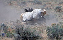 A wild white stallion (Equus caballus) battles a black stallion and takes him to the ground. Palomino Valley, Nevada, USA, April.