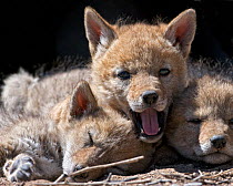 A Coyote pup (Canis latrans)wwith sleeping siblings. Suburban southwest Reno, Nevada, USA, April