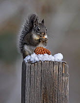 Western gray squirrel (Sciurus griseus / carolinensis) eating on a stump. Reno, Nevada, USA, December.