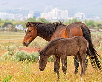 Wild mare (Equus caballus) and her filly roam freely on the outskirts of southeast Reno, Nevada, USA, April. The city of Reno can be seen in the distance.
