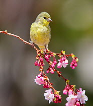 Lesser goldfinch (Carduelis psaltria) perching on a cherry branch which is just starting to bloom in a Reno backyard. Nevada, USA, April