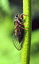 New Forest cicada (Cicadetta montana) on stalk of bracken, New Forest National Park, Hampshire, UK, Endangered species