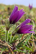 Pasque flower (Pulsatilla vulgaris) flowering on hillside, Barnsley Warren, Gloucestershire, UK