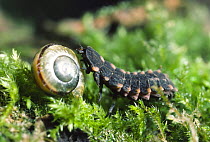 Common glowworm larva (Lampyris noctiluca) crawling over snail shell in an ancient deciduous forest, Lower Woods Nature Reserve, Gloucestershire, UK