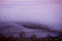 Huge flock of Common starlings (Sturnus vulgaris) flying in to roost over the reed beds at dusk, Ham Wall nature reserve, Somerset, UK, January