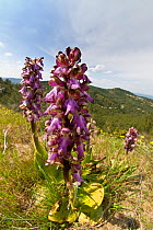 Giant orchid (Himantoglossum robertianum) in flower, Alpilles mountains, Provence, France, April