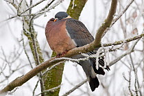 Wood pigeon (Columba palumbus) with feathers fluffed out for warmth, perched on a frost-covered branch in winter. Gloucestershire, UK, December