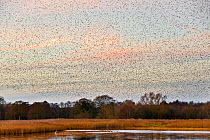 Huge flock of Common starling (Sturnus vulgaris) flying in to roost over the reed beds at dusk, Ham Wall nature reserve, Somerset, UK, January