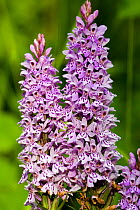 Common spotted orchid (Dactylorhiza fuchsii) Gwent, Wales, UK, June