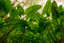 View up through leaves of Lords and Ladies / Cuckoo-pint (Arum maculatum) Leigh Woods, Bristol, UK, May