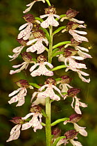 Lady orchid (Orchis purpurea) flowers, North Downs, Kent, UK, May